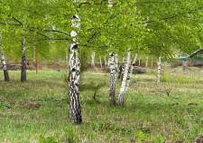 Куплю участок 10.0 соток , фотография 4