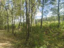 Куплю участок 12.0 соток , фотография 4