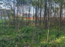 Земельный участок 9.5 соток, Чехов, деревня Ермолово